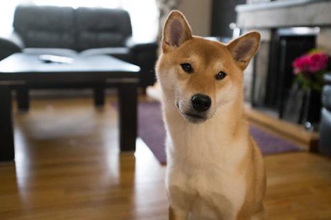 Picography-curious-dog-animal-pet-house-home-sm-1