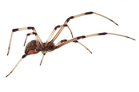 Brown_widow_spider_Latrodectus_geometricus_low_oblique_view