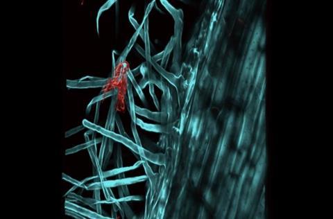Low-Res_wheat root