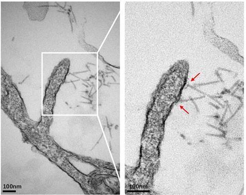 Low-Res_Figure 5e_page-0001