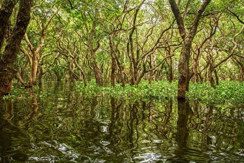 mangrove-g08d7483b9_1920