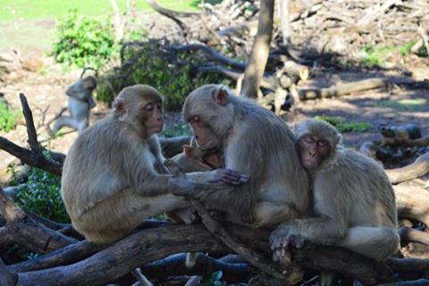 Low-Res_Rhesus macaques on Cayo Santiago. Credit Erin Siracusa