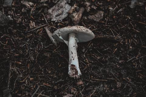 mushroom-5572790