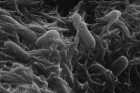 Shewanella_oneidensis