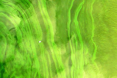 CyanobacteriaLamiot2009_07_26_234