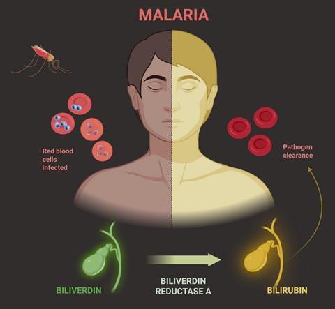 Low-Res_Alex June 12 Malaria_fig