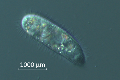 ciliate