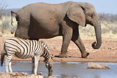Low-Res_Etosha elephant and zebra FULL