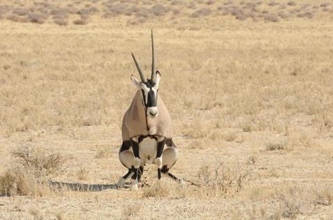 Low-Res_Etosha gemsbok HEADER FULL