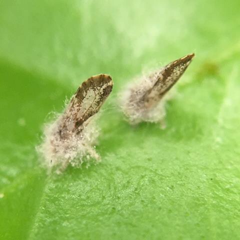 Citrus_Biocontrol_(20200203-APHIS-USDA-0001)