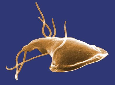Giardia_1