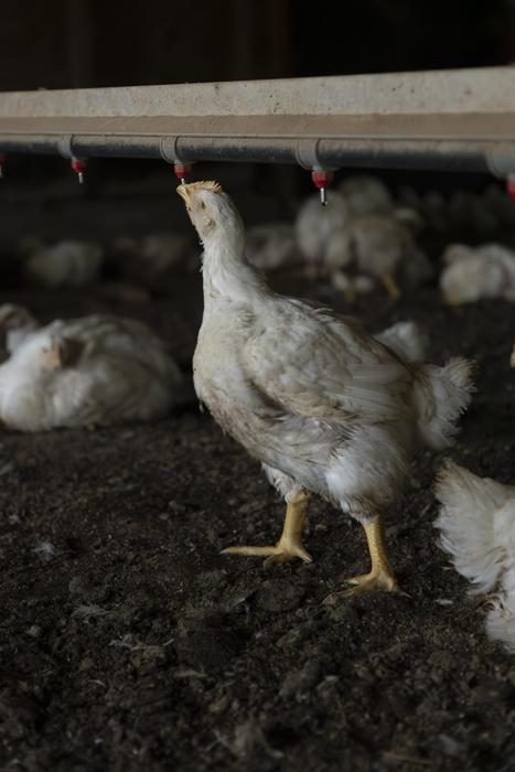 Low-Res_Broiler Chicken Drinking