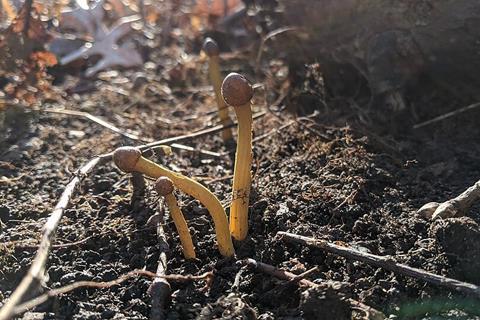 Tolypocladium_capitatum_185652205
