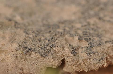 Low-Res_PM_034_Biological_sand_crusts_Negev_Desert