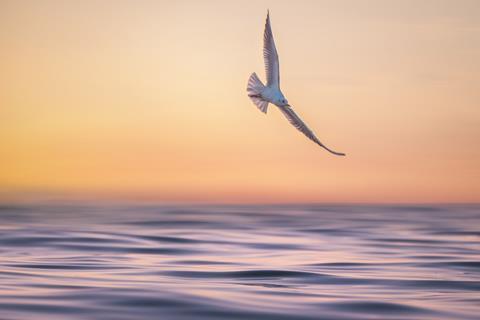 seagull-8781110_1920