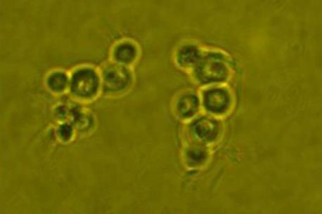 Pichia_pastoris_(Zhang_2017) (1)