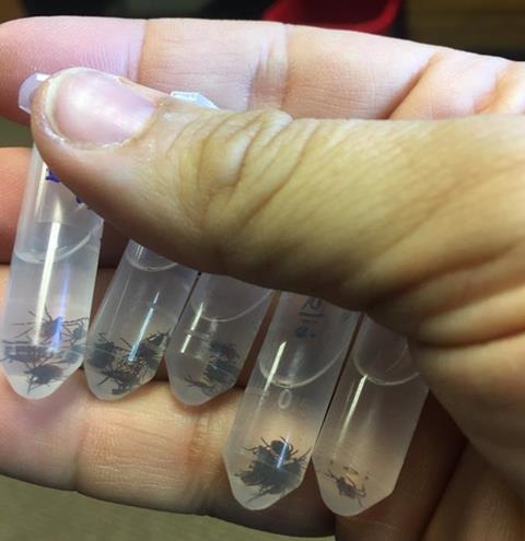 Low-Res_tick-vials-from-dragging-CreditPesapane
