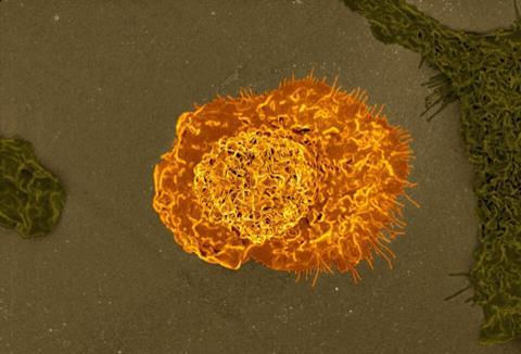 Macrophages_02