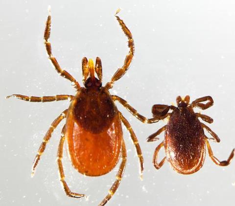 Low-Res_Iscapularis-F-M-CreditPesapane