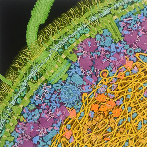 Escherichia-coli-bacterium(1)