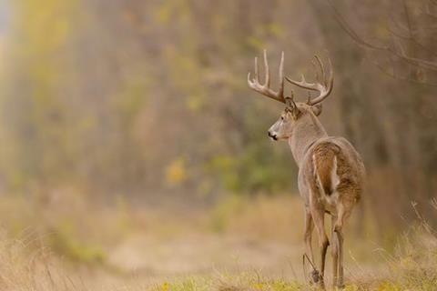 Low-Res_103024_White-tailed deer_FI