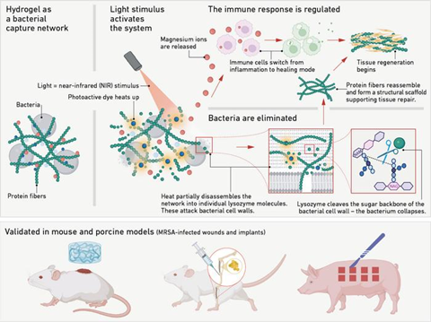 Low-Res_260202_Fangnetz-gegen-Spuerkeime-Mezzenga-vb_Fig-1_EN
