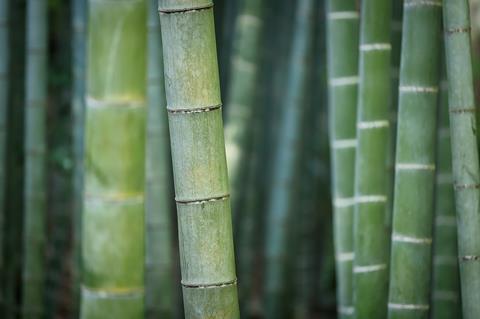 bamboo-3028709_1280