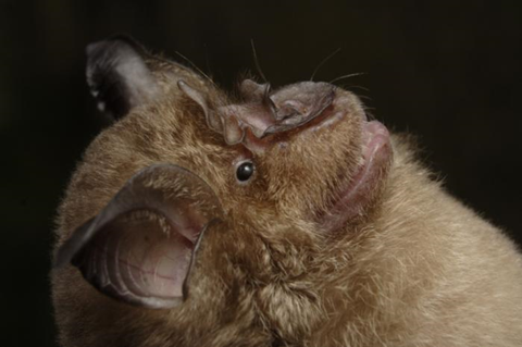 Low-Res_Rhinolophus bat image PNG
