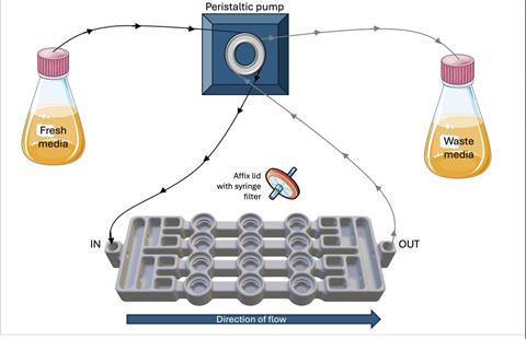 Biofilm sch