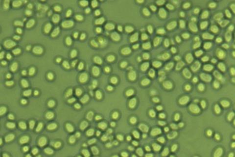 Glabrata (1)