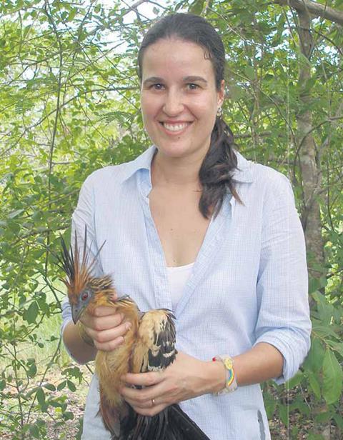 hoatzin2008