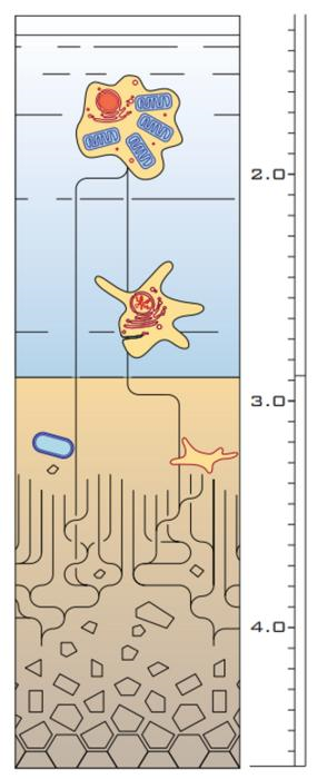 Low-Res_Anja Spang_nature 3_credit Dr. Christopher Kay