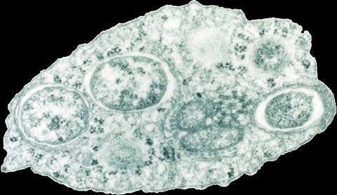 960px-Wolbachia