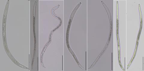 Allnematodes