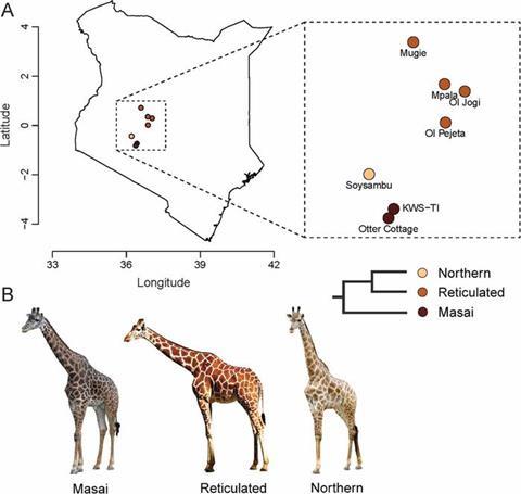 Low-Res_Giraffes publication 1