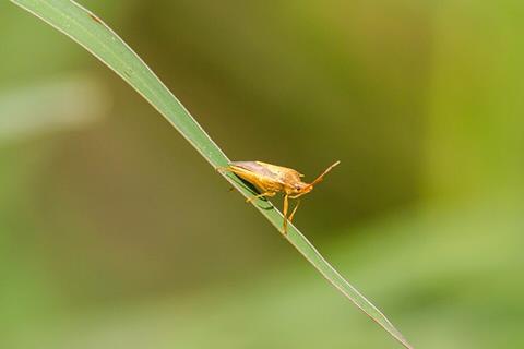 Rice_stink_bug