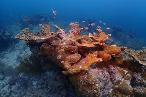 Elkhorn_coral,_the_Florida_Keys_-_52930726658