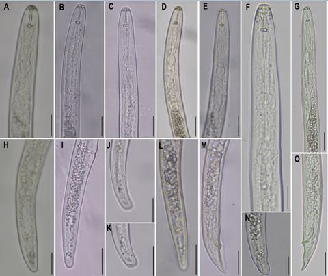 Nematodes