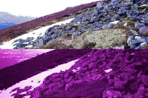 Low-Res_lichen-beds2