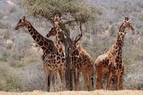 Low-Res_Giraffes 1