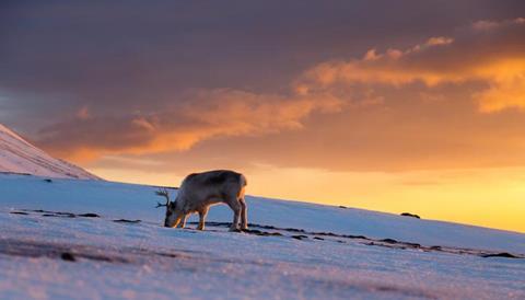 Low-Res_Reindeer in Svalbard Norway_By Espen Bergersen