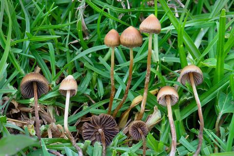 1599px-Psilocybe_mexicana_Veracruz