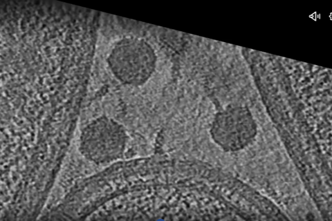 phage vid