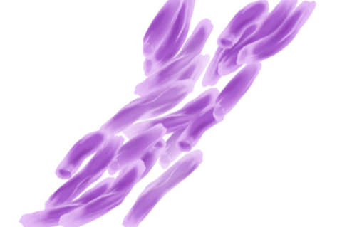 201708_Mycobacterium_tuberculosis.svg (1)