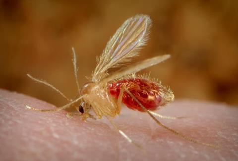 Low-Res_SandFly