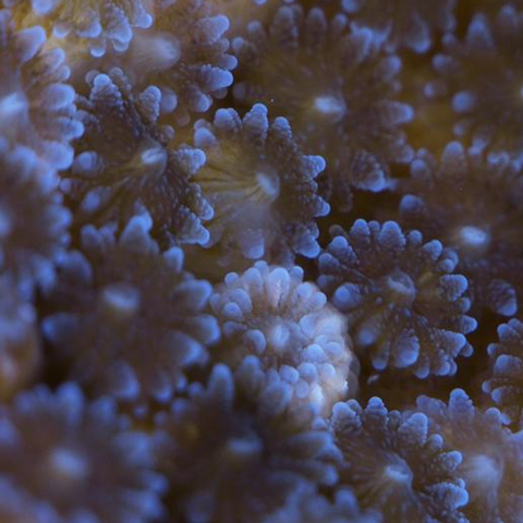 Low-Res_Oculina Polyps_08_300dpi Credit Shani Levy