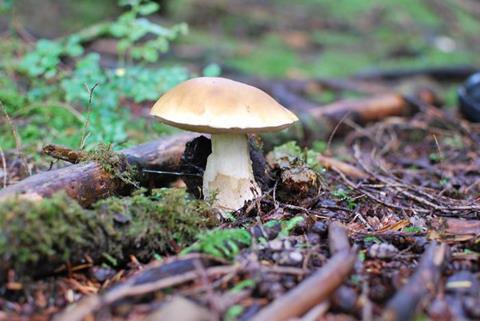 Low-Res_5031368547_f04ec665a1_b