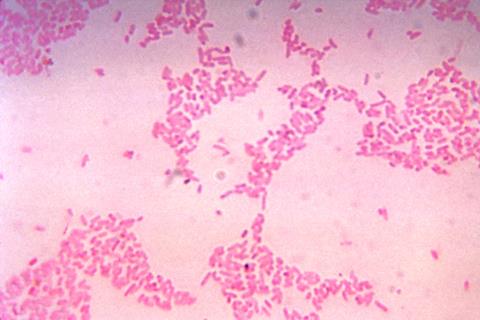 Bacteroides_thetaiotaomicron (1)