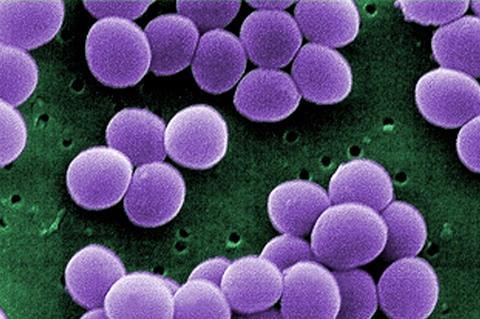 780px-Staphylococcus_aureus_VISA_2