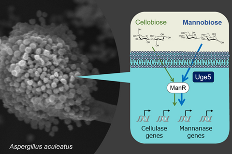 Aspergillus